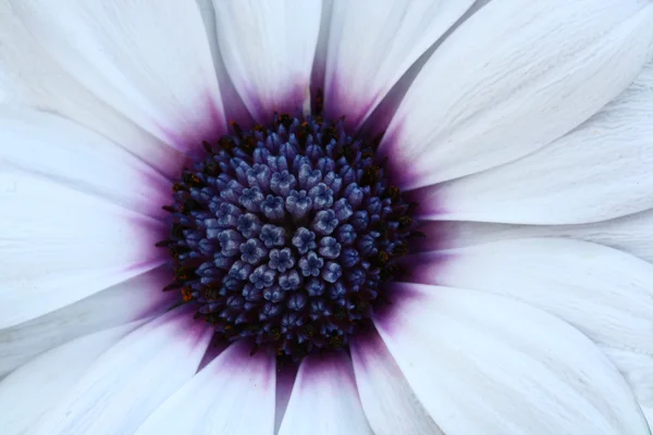 Close up λουλούδι gerbera στον κήπο — Φωτογραφία Αρχείου