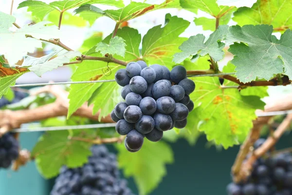 Uva negra en el jardín, uva de vino — Foto de Stock