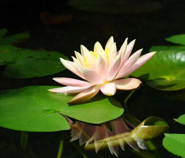 Lotusblume auf dem Wasser — Stockfoto