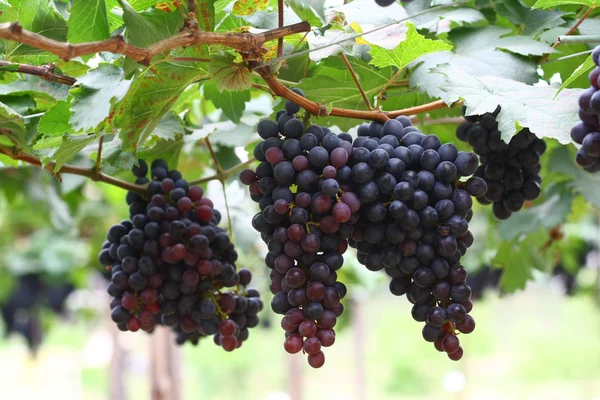在花园里，酒葡萄的黑葡萄 — 图库照片