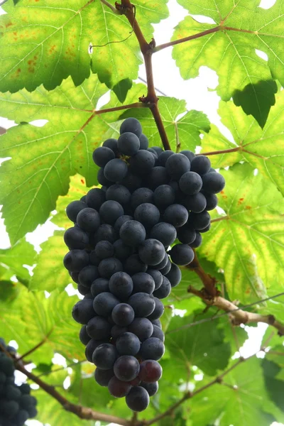 Černý hrozen v zahradě, víno z hroznů — Stock fotografie