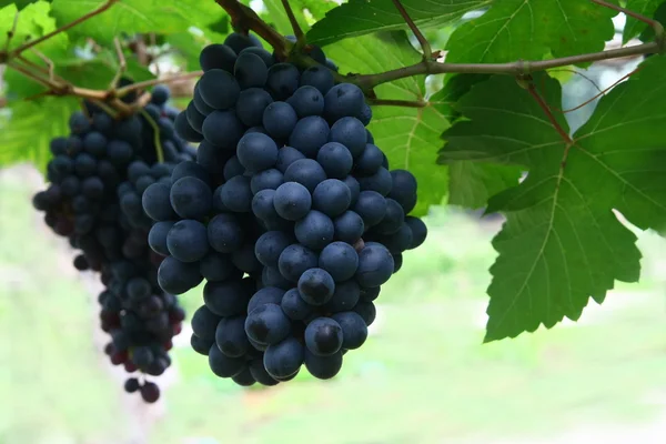 Černý hrozen v zahradě, víno z hroznů — Stock fotografie