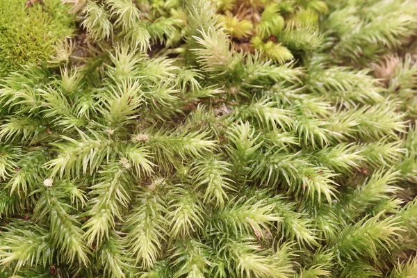 Primer plano helecho y musgo en el bosque —  Fotos de Stock