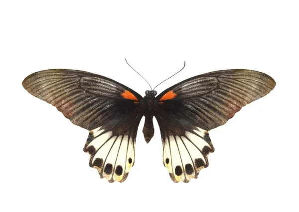 五颜六色的蝴蝶白上孤立 免版税图库图片