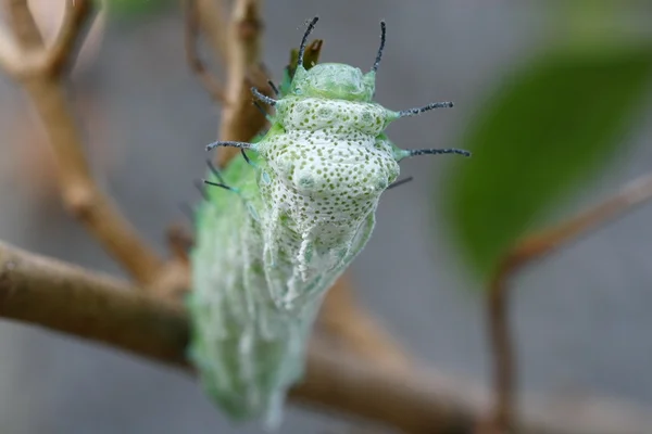 Close up butterfly worm on tree — Stock Photo, Image