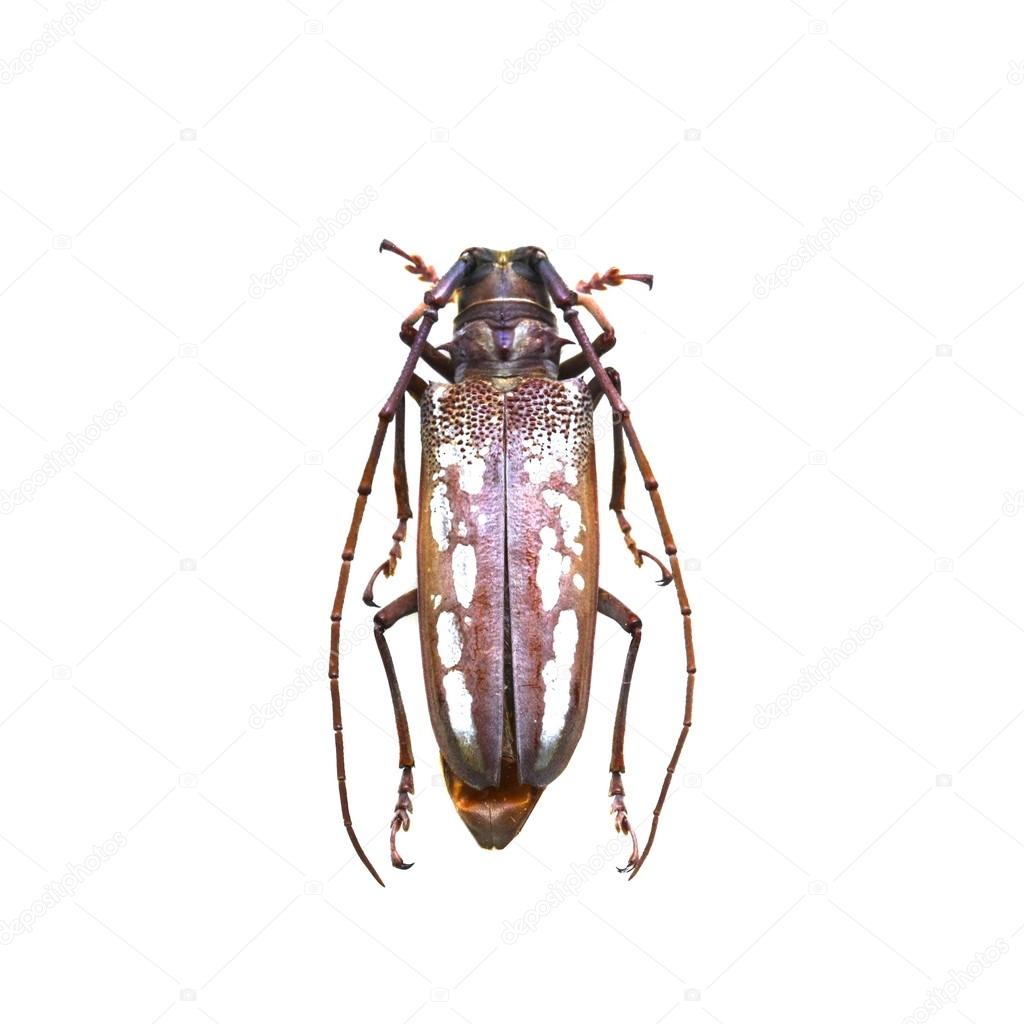 beetle isolated on white background