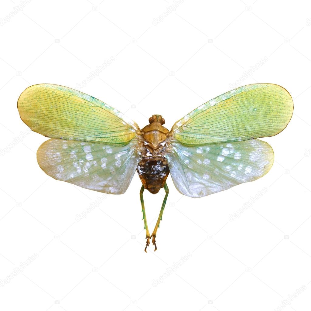 colorful cicada isolated on white background