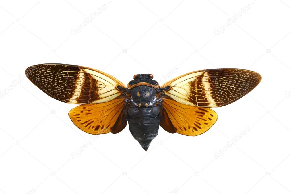 colorful cicada isolated on white background