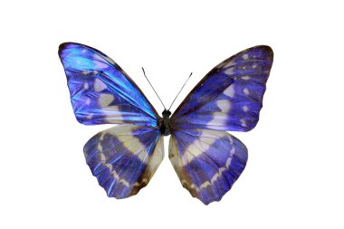 beyaz izole renkli kelebek