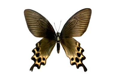 beyaz izole renkli kelebek