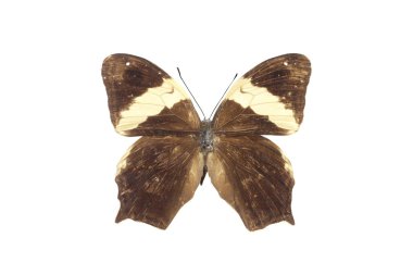 beyaz izole renkli kelebek