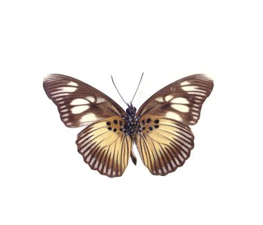 colorful butterfly isolated on white clipart