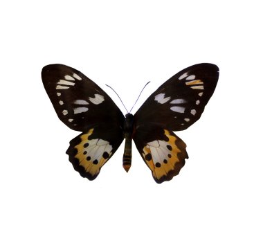 beyaz izole renkli kelebek