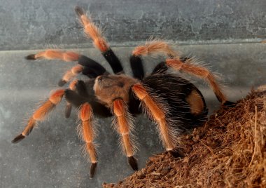 Makro tarantula örümceği yere
