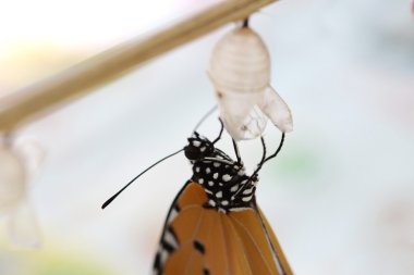 beyaz izole renkli kelebek