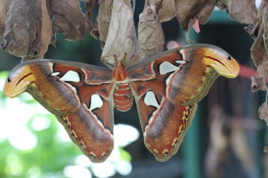 beyaz izole renkli kelebek