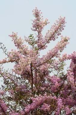 pembe mor çiçeği çiçek kadar kapatın