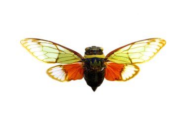 colorful cicada isolated on white background clipart