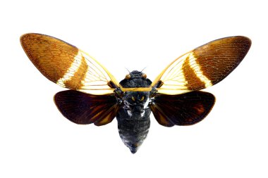 Beyaz arka plan üzerinde izole renkli ağustosböceği