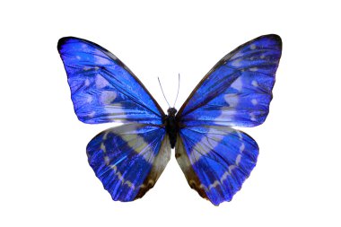 beyaz izole renkli kelebek