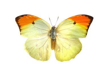 beyaz izole renkli kelebek