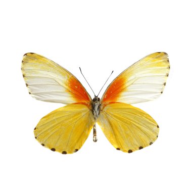 beyaz izole renkli kelebek