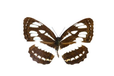 beyaz izole renkli kelebek