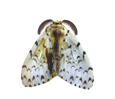 beyaz izole renkli kelebek