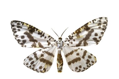 beyaz izole renkli kelebek