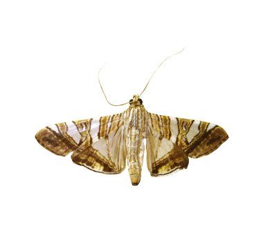 beyaz izole renkli kelebek