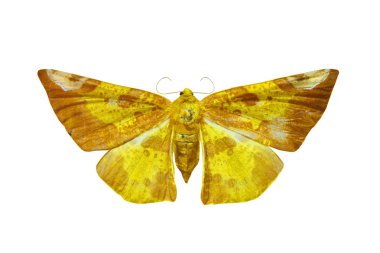 beyaz izole renkli kelebek