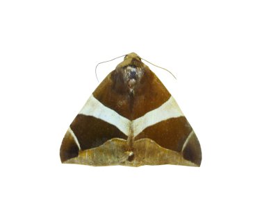 beyaz izole renkli kelebek