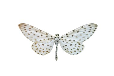 beyaz izole renkli kelebek