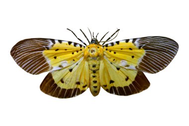 beyaz izole renkli kelebek