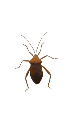 Hemiptera kadar böcek üzerinde beyaz izole kapatmak