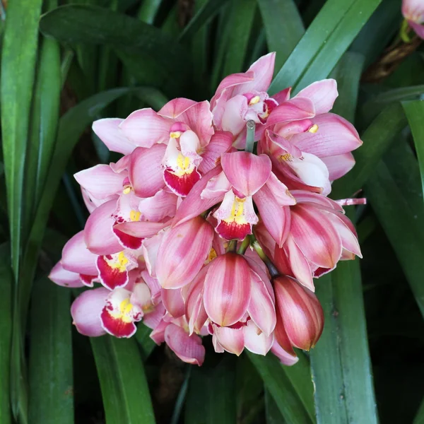Закрыть розовый цветок цимбидия, орхидея — стоковое фото