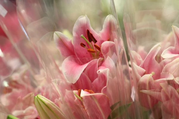 クローズ アップ市場のお花屋さん — ストック写真
