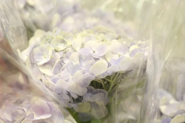 Cerrar floristería en el mercado — Foto de Stock