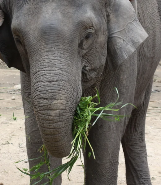 Primer plano elefante tailandés al aire libre —  Fotos de Stock