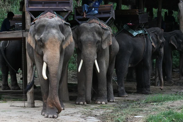 Primer plano elefante tailandés al aire libre — Foto de Stock
