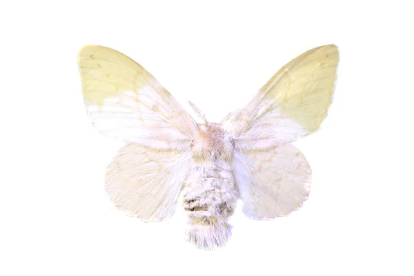 Mariposa colorida aislada en blanco — Foto de Stock