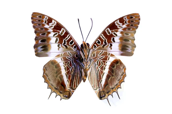 Bunte Schmetterling isoliert auf weiß — Stockfoto