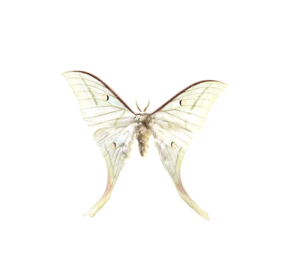 Mariposa colorida aislada en blanco — Foto de Stock