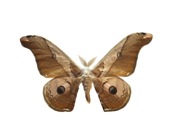 Barevný motýl izolovaných na bílém — Stock fotografie