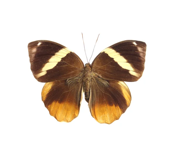 Mariposa colorida aislada en blanco — Foto de Stock