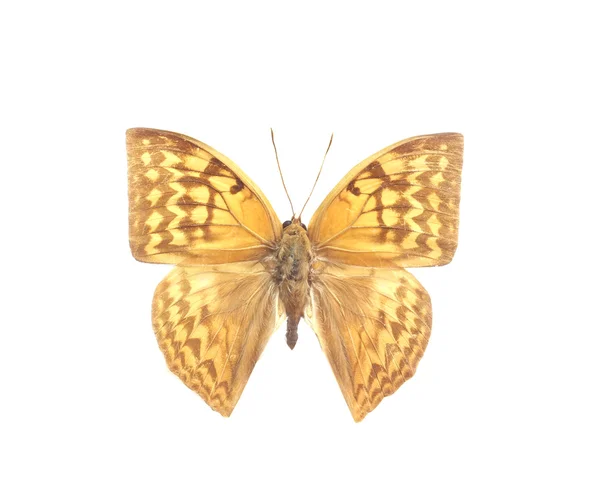 화려한 나비 흰색 절연 — 스톡 사진