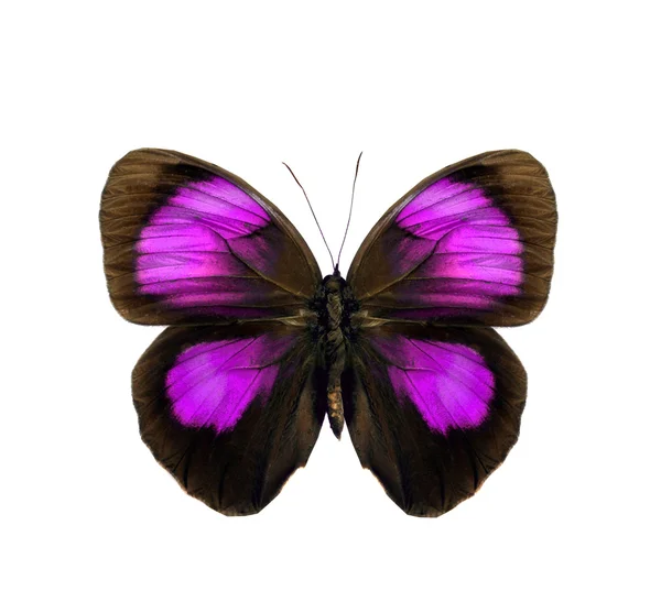 Kleurrijke vlinder geïsoleerd op wit — Stockfoto
