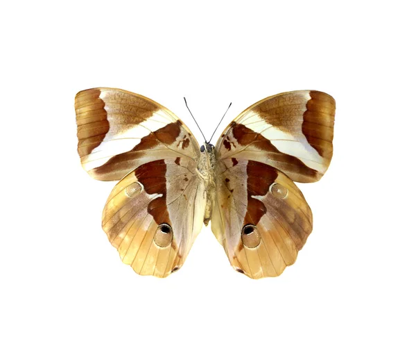 Papillon coloré isolé sur blanc — Photo