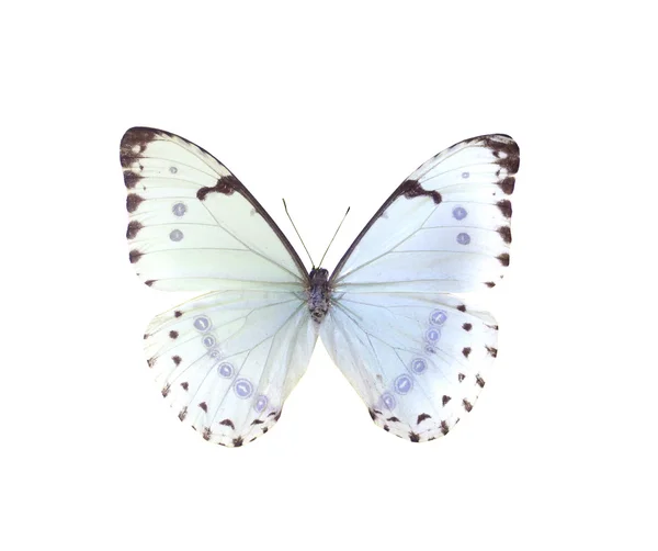 Mariposa colorida aislada en blanco — Foto de Stock