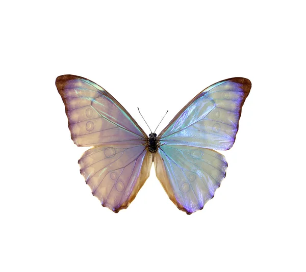 Colorful butterfly isolated on white — Stock Photo, Image